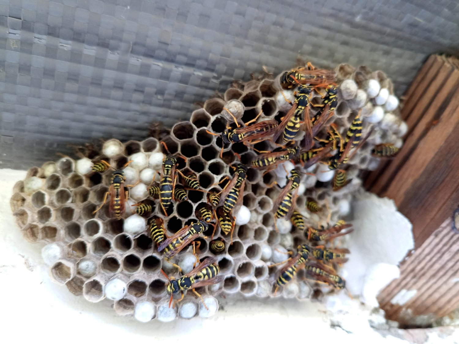 Close-up view of dangerous European wasp nest showing aggressive wasp behavior