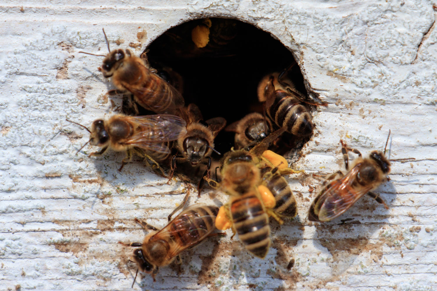 Professional pest control technician in full protective equipment performing wasp nest removal