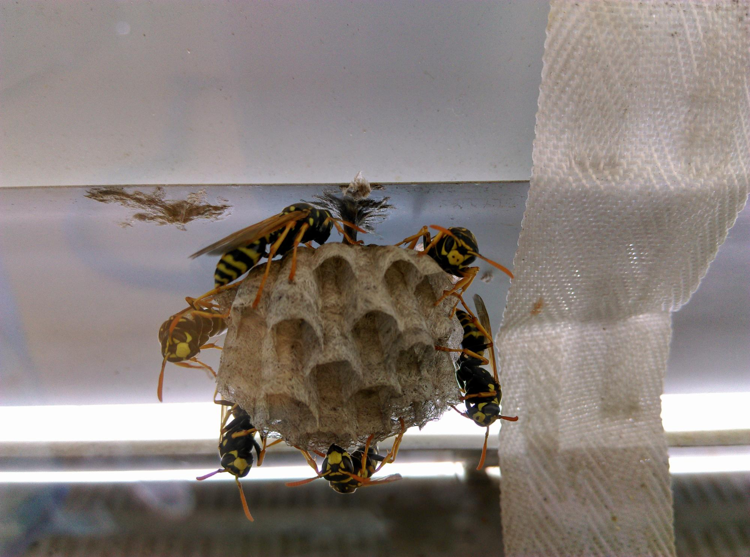 Professional wasp nest removal technician in protective gear removing large wasp nest